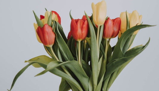 5 spring flowers that are harmful to your pet 🌼