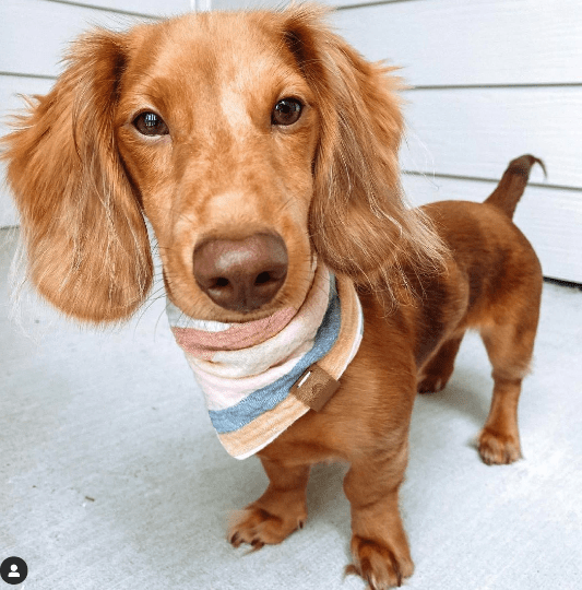 Sunday Dog Bandana