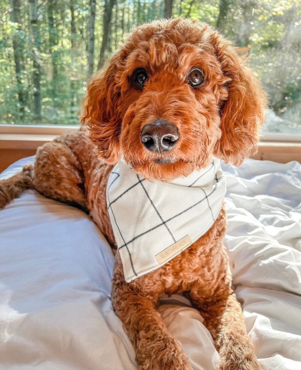 Channel the Flannel