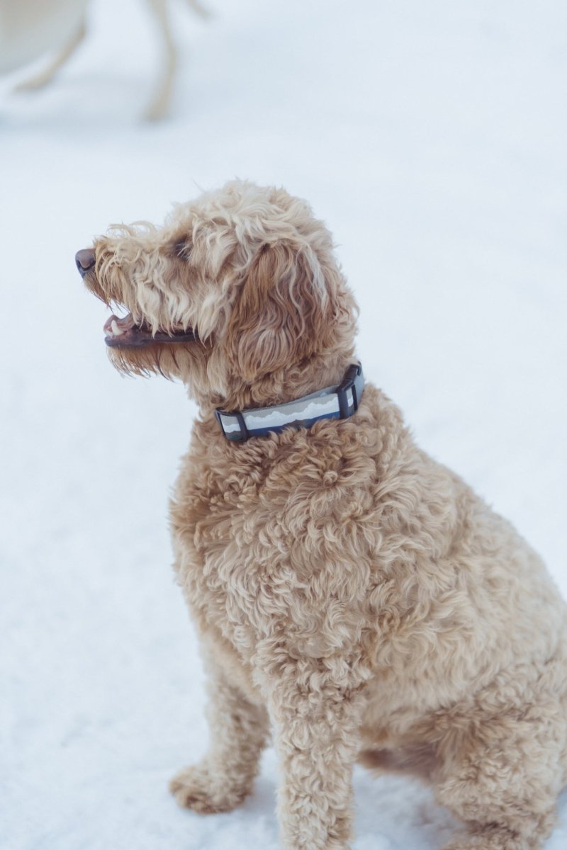 Fi Compatible Explorer Collar