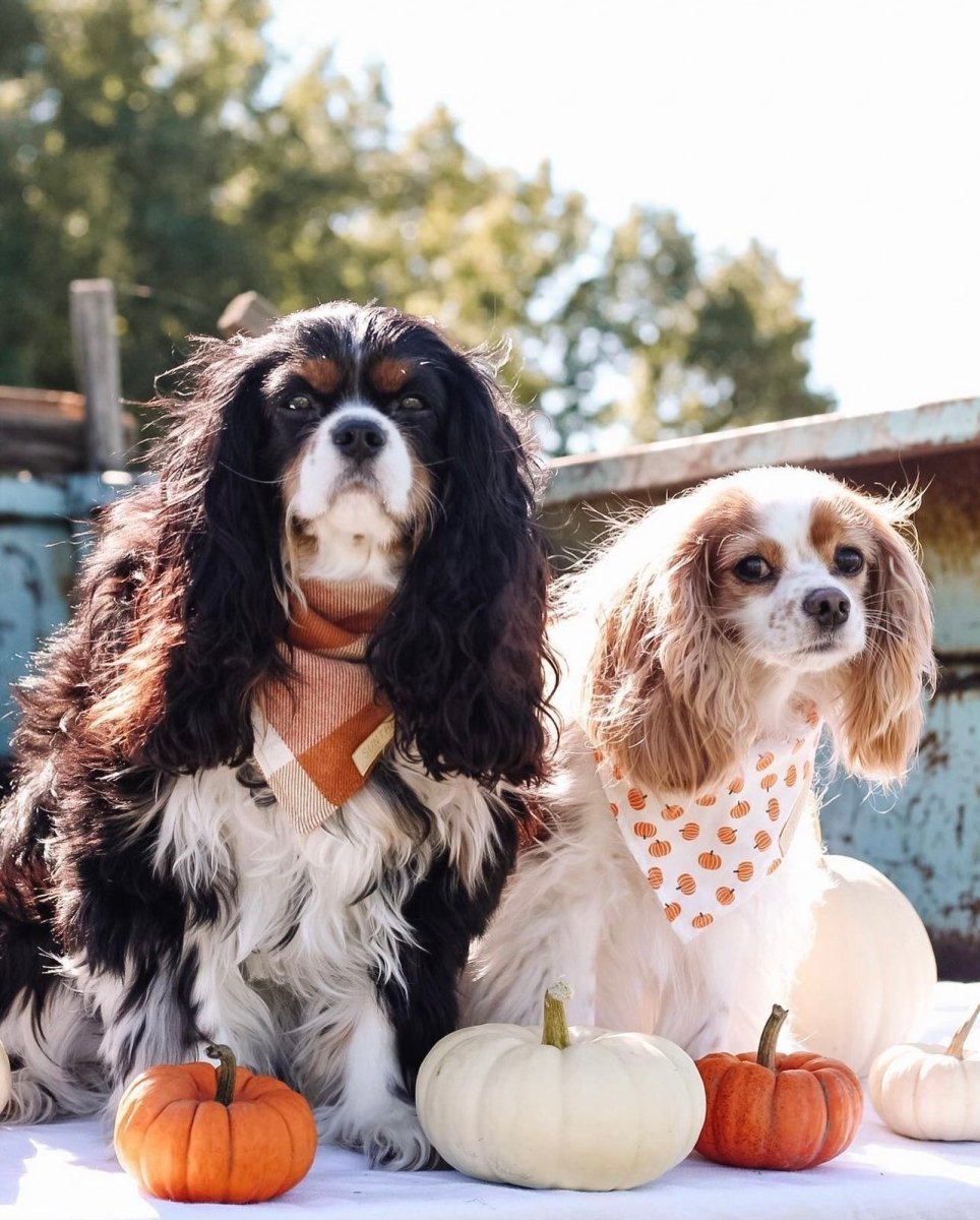 PSL, anyone?