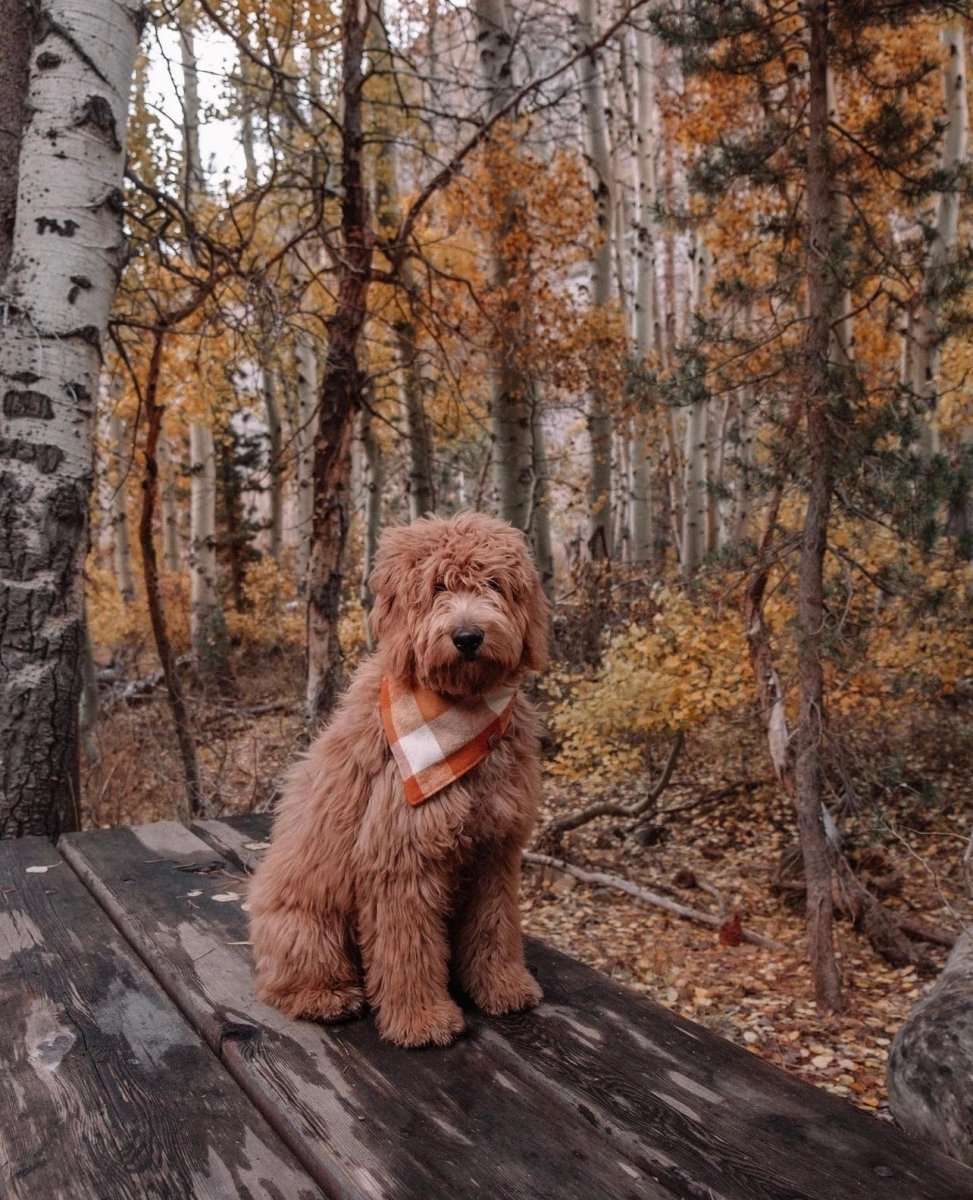 Pumpkin Patch
