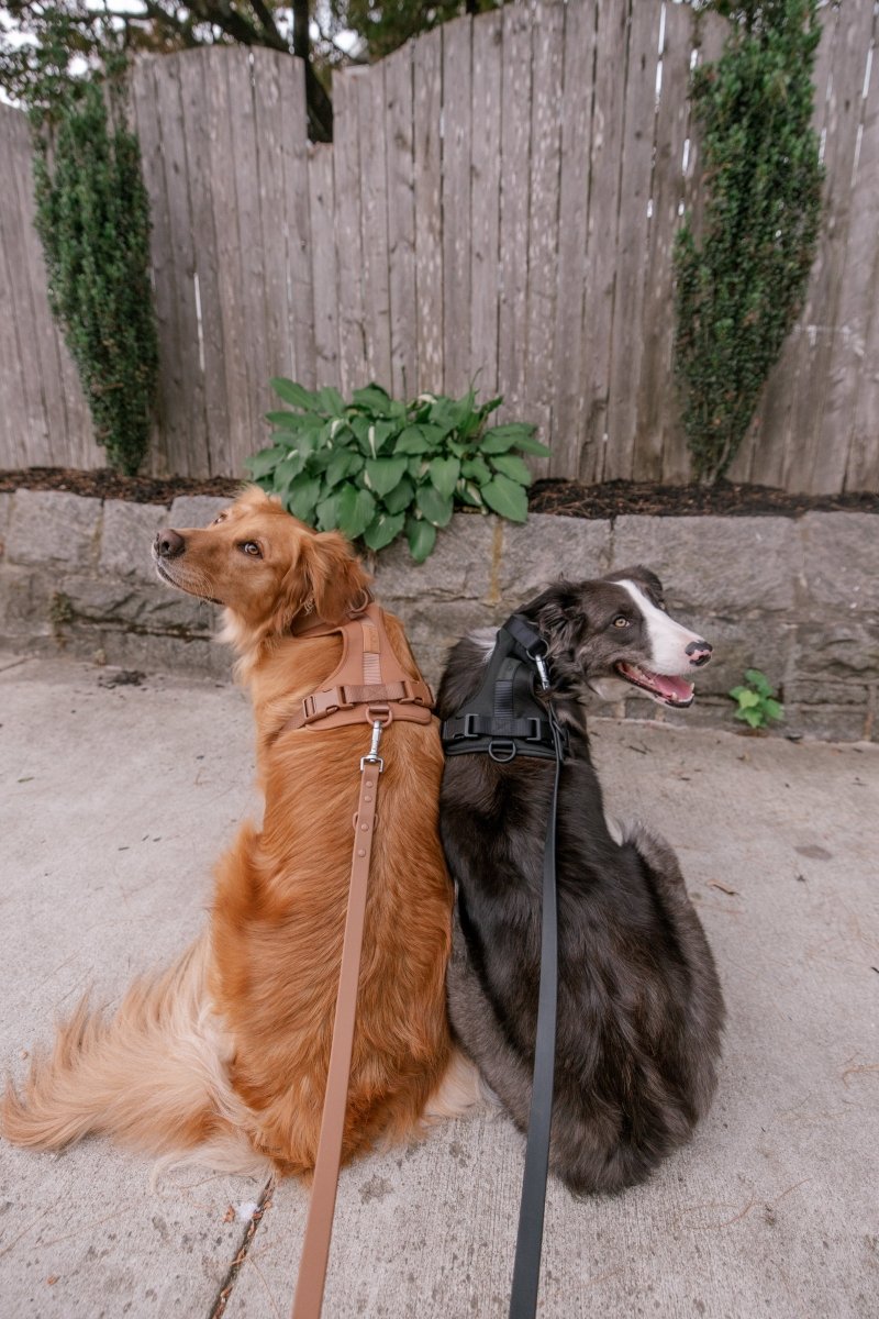 The Dog Harness