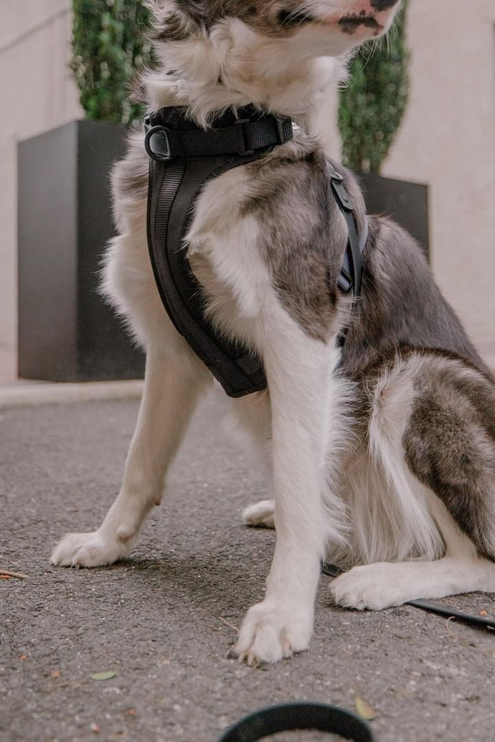 The Dog Harness