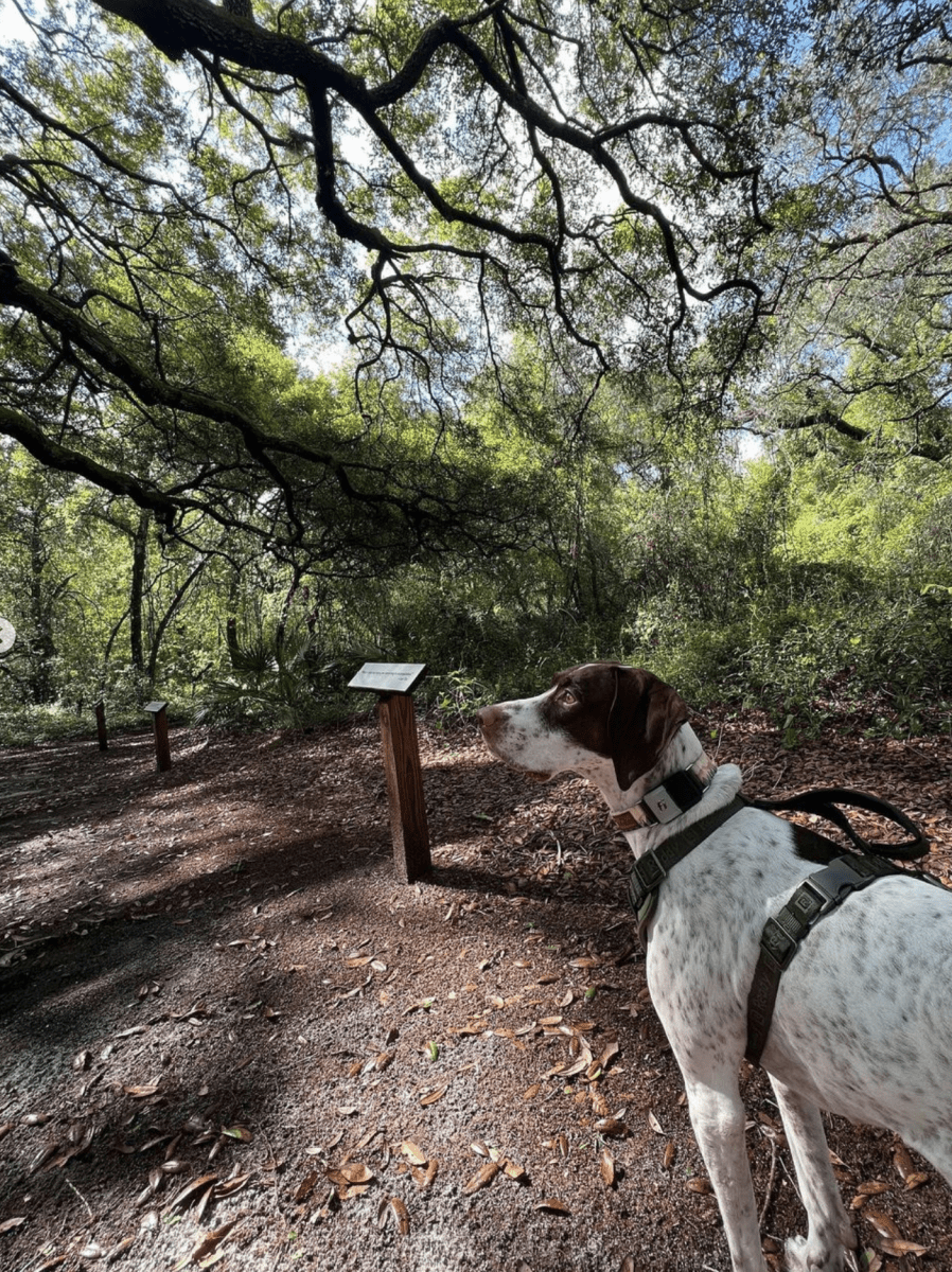 Fi Compatible Happy Camper Collar